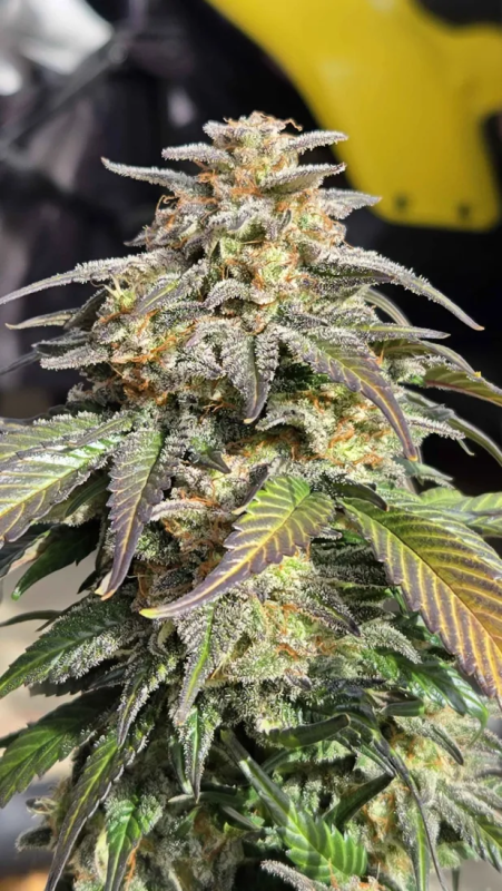 Instagram Super Boof Auto