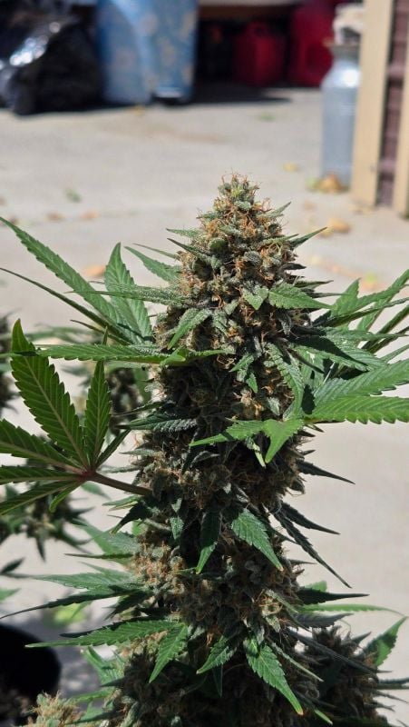 AUTO | Mendo Guava Auto™