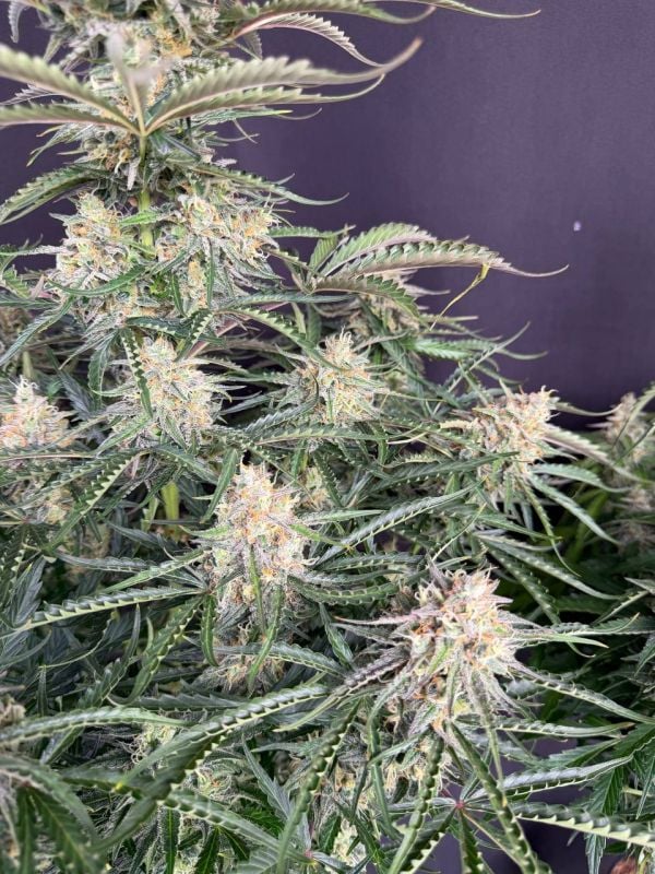 Instagram Northern Lights Auto