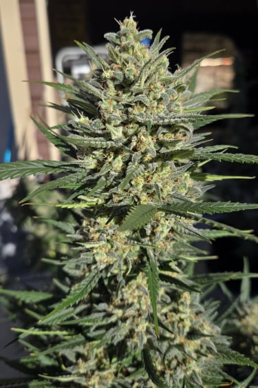 Instagram Super Boof Auto