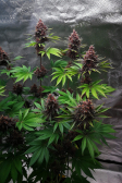 Instagram Purple Lemonade FF
