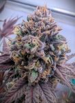Instagram Biscotti Gelato™