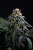 Instagram Lemon Cherry Runtz™