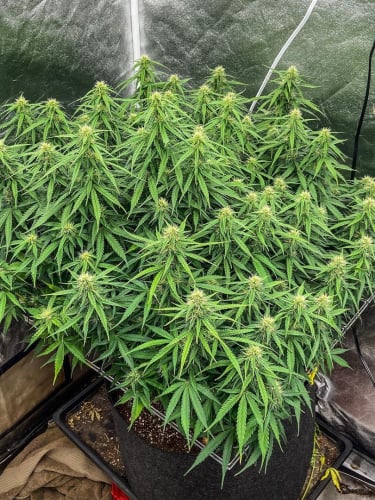 Instagram Mimosa Cake Auto