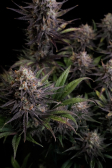 Instagram GG4 Sherbet FF