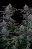 Instagram Gorilla Cookies FF