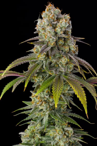 Instagram Gorilla Cookies FF