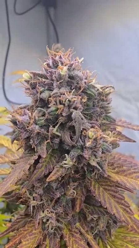 Banana Purple Punch Auto RF3 @amnesia193 DIS 