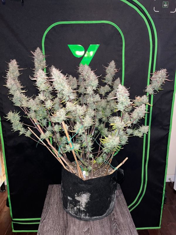 AUTO | Guava Runtz Auto™