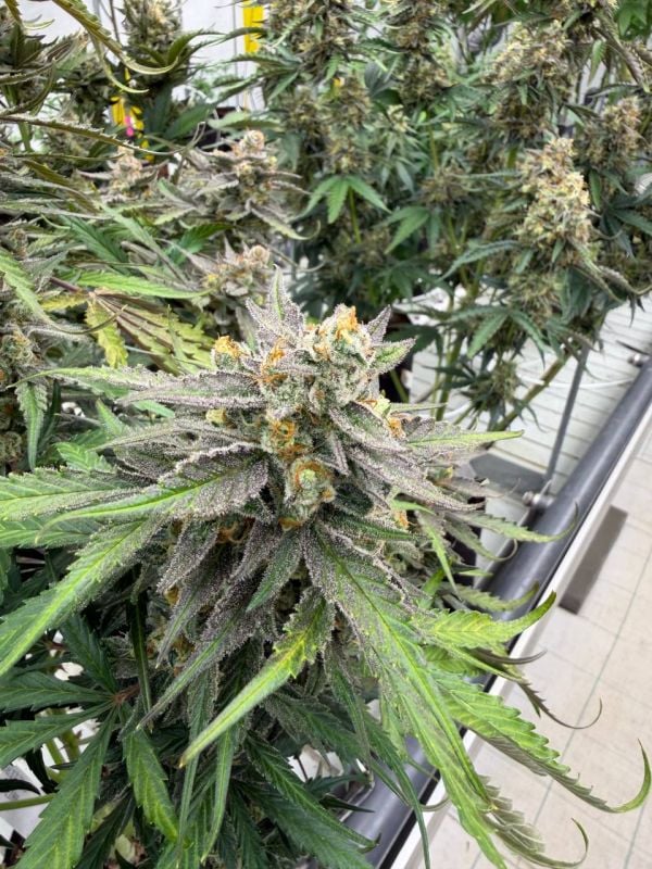 Instagram Skunk Auto