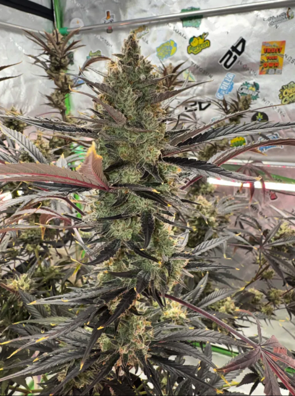 Instagram Guava Auto RF3