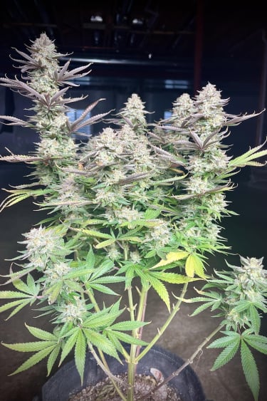 Instagram Orange Sherbet FF