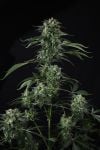 Instagram Banana Guava Auto™