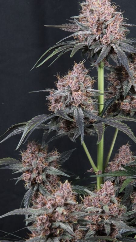 Instagram Mango Cherry Runtz Auto