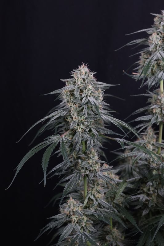Instagram Garlic Mint Sherbet Auto