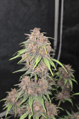 Instagram Purple Haze Auto™