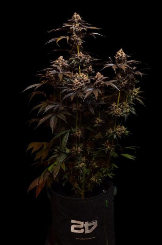 Instagram Biscotti Gelato