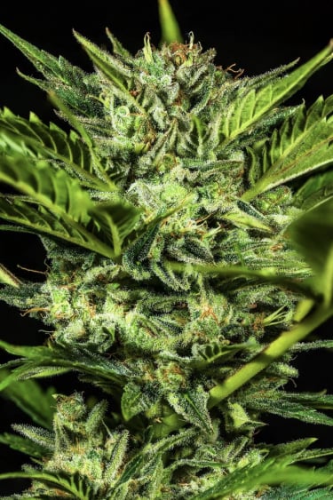 Instagram Bruce Banner Auto