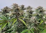 Instagram Banana Guava Auto™