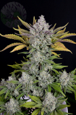 Instagram Gorilla Cookies Auto
