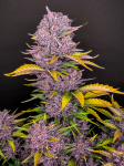 Instagram Purple Lemonade Auto