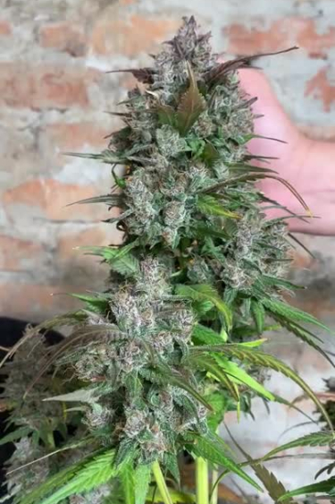 Strawberry Gorilla Auto