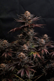 Instagram Purple Lemonade FF