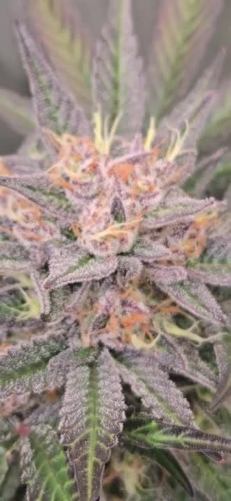 Mango Frost Auto @chubbs 1