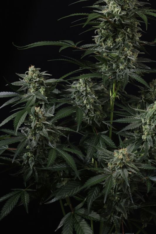 Instagram Banana Frost Auto