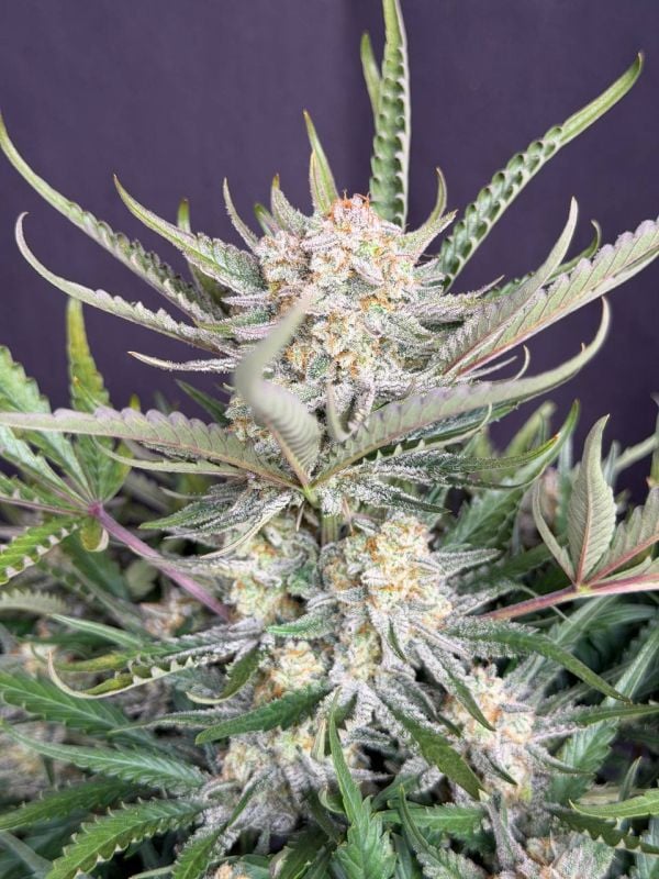 Instagram White Widow Auto