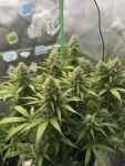 Instagram Pineapple OG Auto™