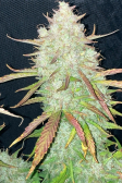 Instagram Papaya Cookies Auto™