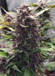 Instagram Purple Haze Auto™