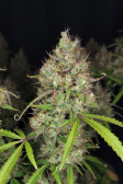 Instagram Pound Cake Auto™