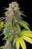 Instagram Gorilla Cookies FF