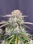 Instagram Blueberry Auto
