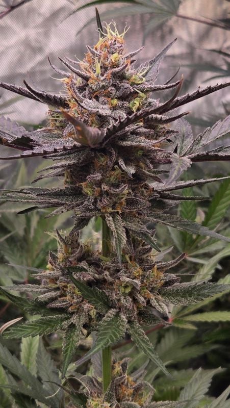 Instagram Mango Cherry Runtz Auto