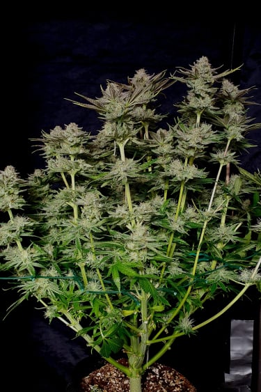 Instagram Tropicana Cookies FF