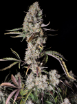 Instagram Gorilla Z Auto