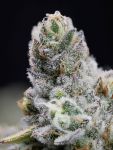 Instagram Gorilla Melon™