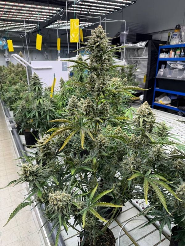 Instagram OG Kush Auto