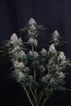 Instagram Lemon Cherry Sundae Auto™