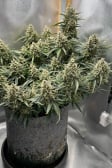 Instagram Gelato Auto