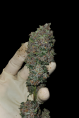 Instagram Cherry Cola Auto