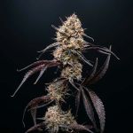 Instagram Guava Runtz Auto™