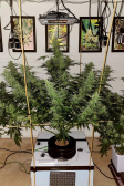 Instagram Gorilla Punch Auto