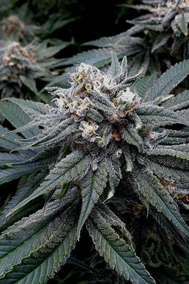 Instagram Wedding Cheesecake FF