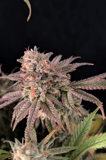 Instagram Rainbow Melon