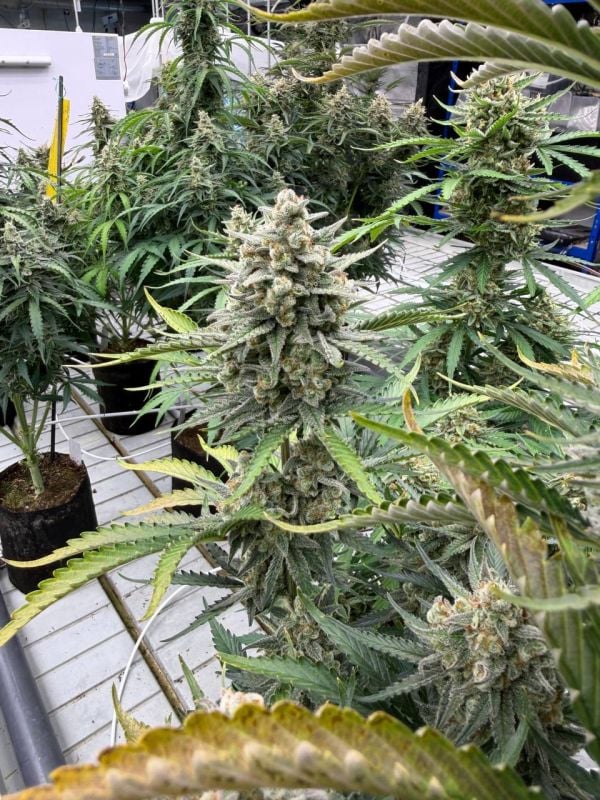 Instagram OG Kush Auto