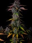 Instagram Banana Guava Auto™